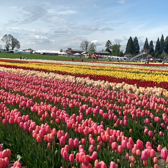 Meet The Posher🫶🏻 - Picture 5 of 7